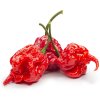 Semínka Piquant Paprička chilli CAROLINA REAPER