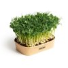 Sada pro pěstování Microgreens - Hrášek Affyla