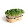 Sada pro pěstování Microgreens - Brokolice Calabrese