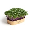 Sada pro pěstování Microgreens - Kedlubna fialová