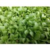Čekanka na microgreens, 50 g