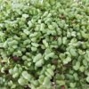Hořčice černá na microgreens, 100 g