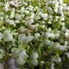 Mizuna červená na microgreens, 50 g