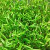 36920 1 mrkev na microgreens 50 g