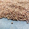 37202 redkvicka red coral na microgreens 100 g