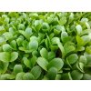Salát Blonde De Paris na microgreens, 50 g