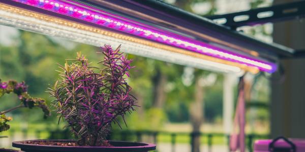 LED-Technologie für den Pflanzenanbau