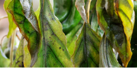 Kalium – wie erkennt man einen Kalium-Mangel bei Pflanzen?