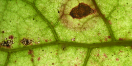 Phosphor - Wie erkennt man, wenn die Pflanze einen Mangel hat?