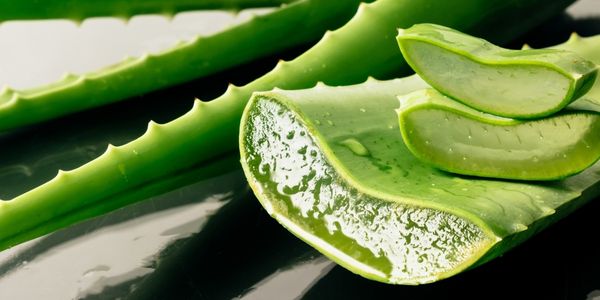 Vermehrung von Aloe Vera durch Blatt