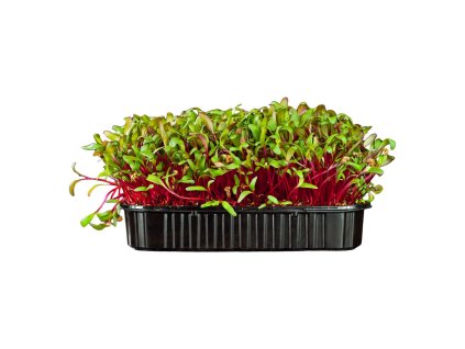 Repa salatova Karkulka