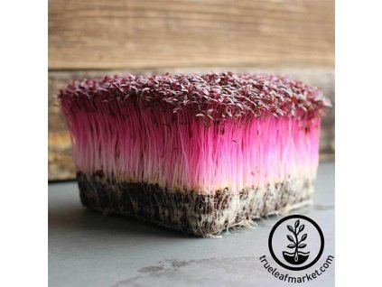 40352 40352 amarant garnet red 100 g seminka na kliceni pro pestovani microgreens
