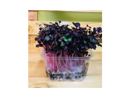 45855 1 45855 1 redkev rambo seminka ke kliceni a pro pestovani microgreens 100g