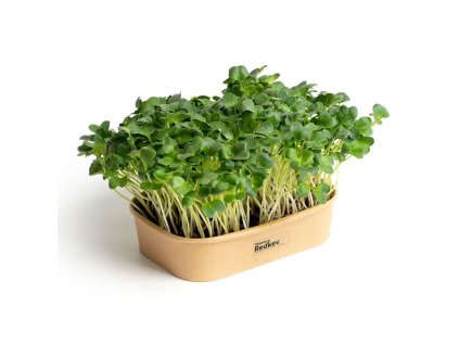 55403 1 sada pro domaci pestovani microgreens redkev daikon