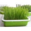 40736 1 tac pro kliceni semen a pestovani microgreens