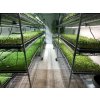 microgreens t5 zarivky LED kopie