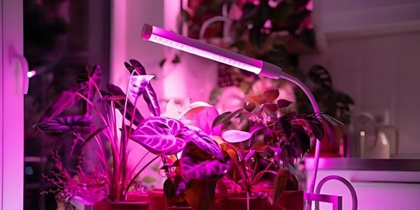 DLI-Rechner – tägliche Lichtsumme für Pflanzen
