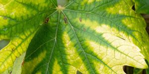 Stickstoff – Wie man erkennt, wann eine Pflanze einen Mangel hat?