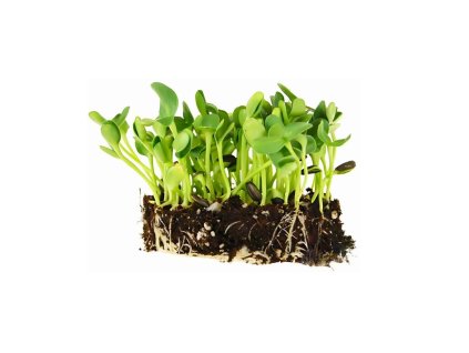 slunecnice black oil