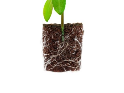 Root!t Dry Peat Free Plug Refill Bag ohne Tray, 60 Stk