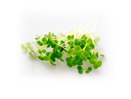 47478 47478 brokolice kalabreza seminka ke kliceni a pro pestovani microgreens 100 g
