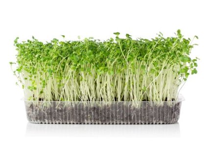 40361 horcice bila bio 100g seminka na kliceni pro pestovani microgreens