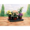 53403 7 53403 7 garland samozavlazovaci podmiska large self watering plant tray 57x38 5x5 cm