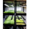 vertikalni farma LED zarivky T5 kopie