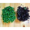 45855 45855 redkev rambo seminka ke kliceni a pro pestovani microgreens 100g