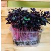 45855 1 45855 1 redkev rambo seminka ke kliceni a pro pestovani microgreens 100g