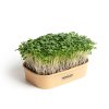 55394 1 sada pro domaci pestovani microgreens brokolice calabrese