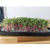 Microgrow microgreens 3