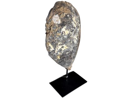 Lastura/mušle na podstavci – <table width="386">
<tbody>
<tr>
<td width="386">Přírodní mušle na elegantním podstavci, ideální pro přidání přírodního prvku do vašeho interiéru.</td>
</tr>
</tbody>
</table> | GS Furniture