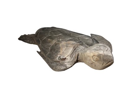 Želva 50cm