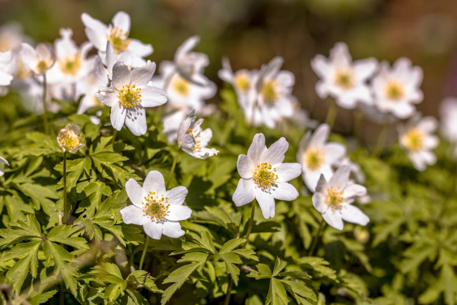 Na jaké bylinky se vydat v březnu?