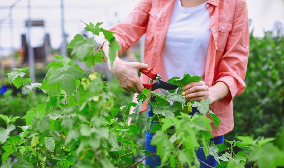5 přírodních bojovníků proti alergii: Vsaďte na břízu, buk nebo ostropestřec