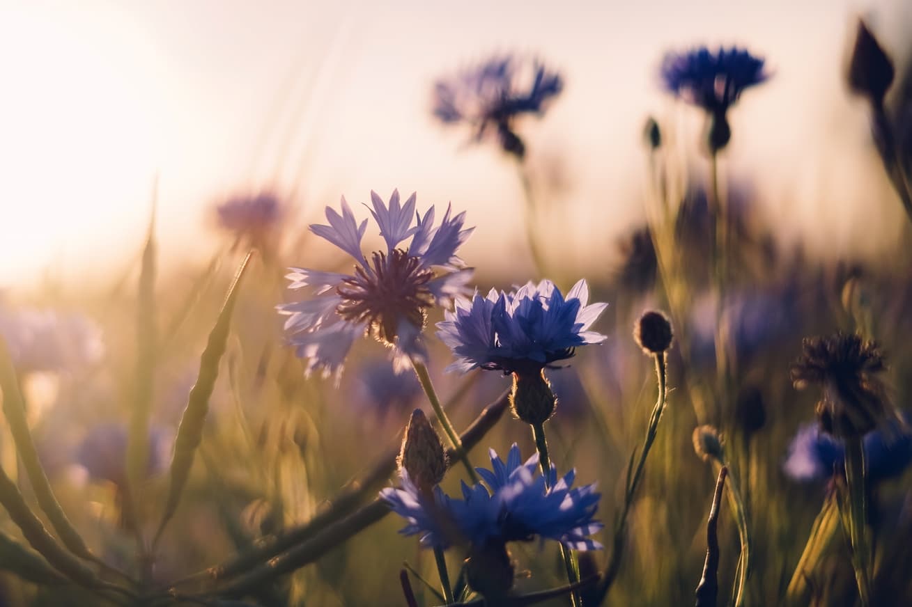 Byliny, které si poradí se záněty v těle