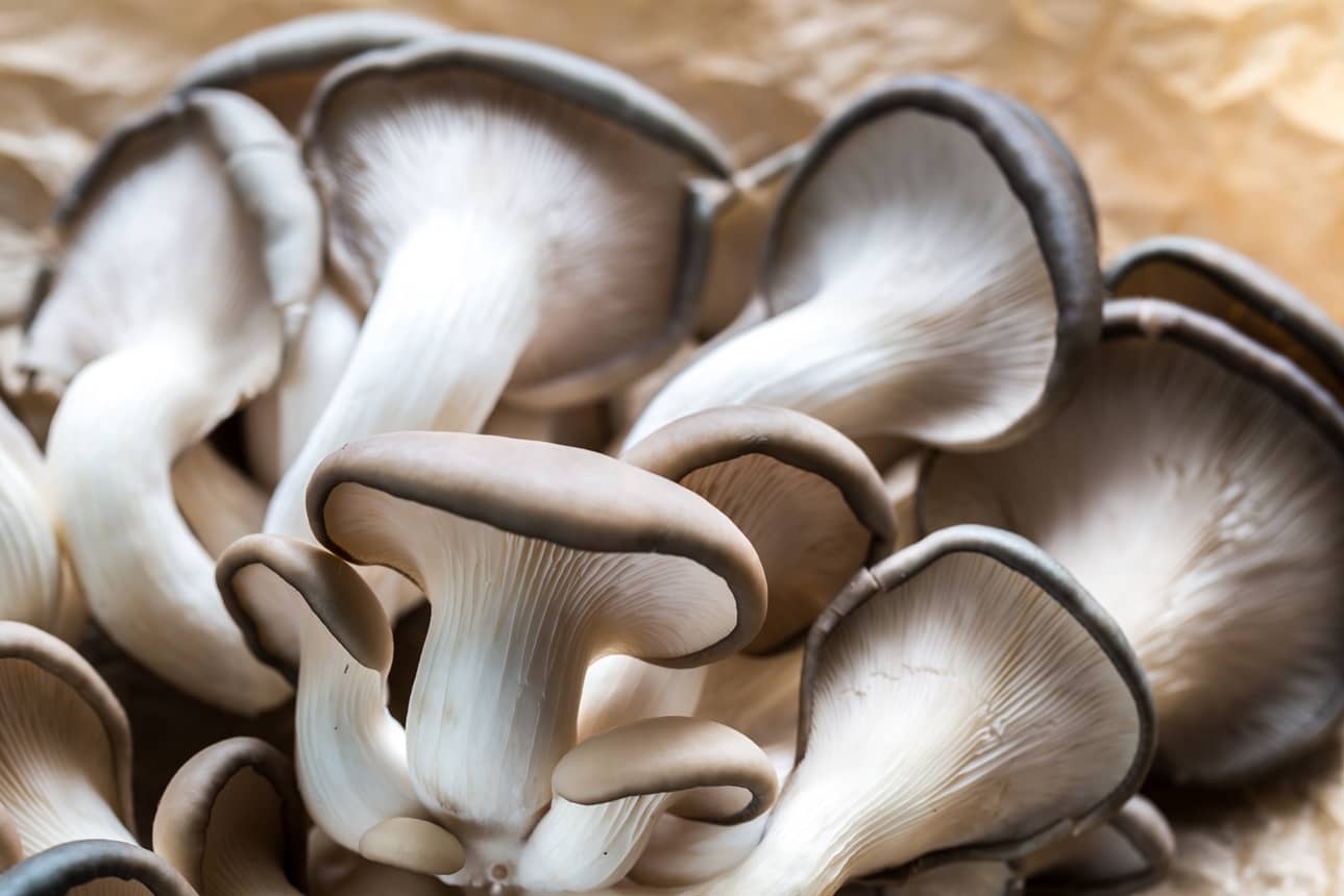 Hlíva ústřičná chutná, léčí a vypěstovat si ji můžete klidně doma