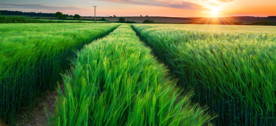 Zelený ječmen: Opomíjená potravina, kterou si snadno vypěstujete doma