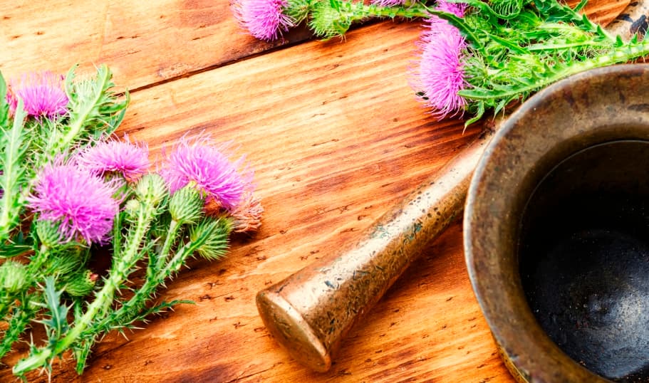 Prastará léčivka vypadá jako bodlák. Její účinky jsou ale prověřeny staletími