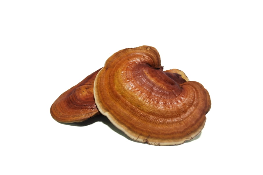 Božská houba Reishi byla elixírem zdraví již pro čínské císaře