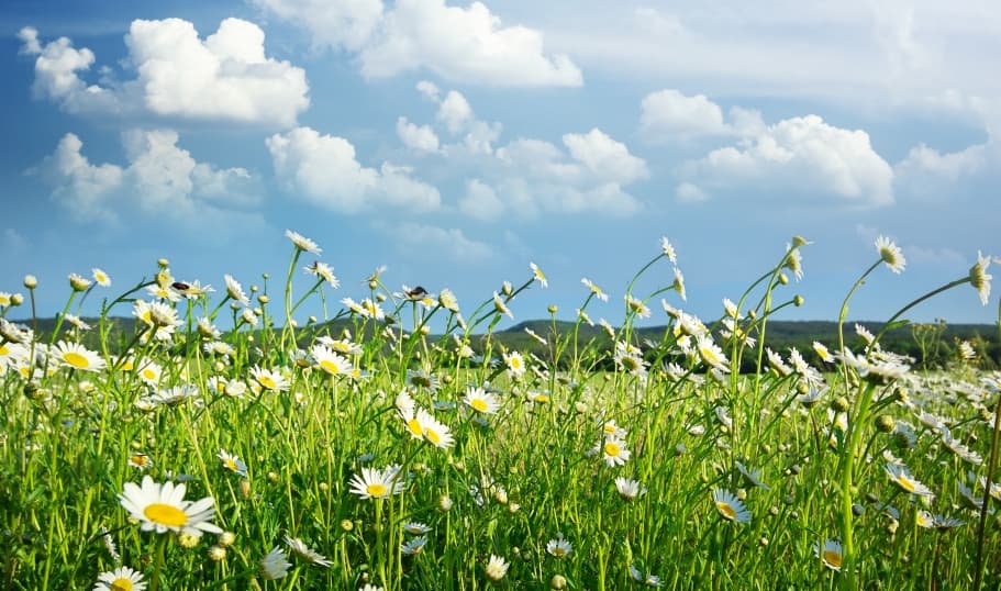 Čtyři léčivky, které je nejlepší sbírat v květnu