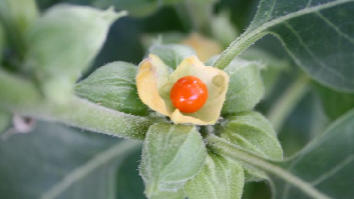 Ašvaganda odbúra stres a zaistí pokojný spánok