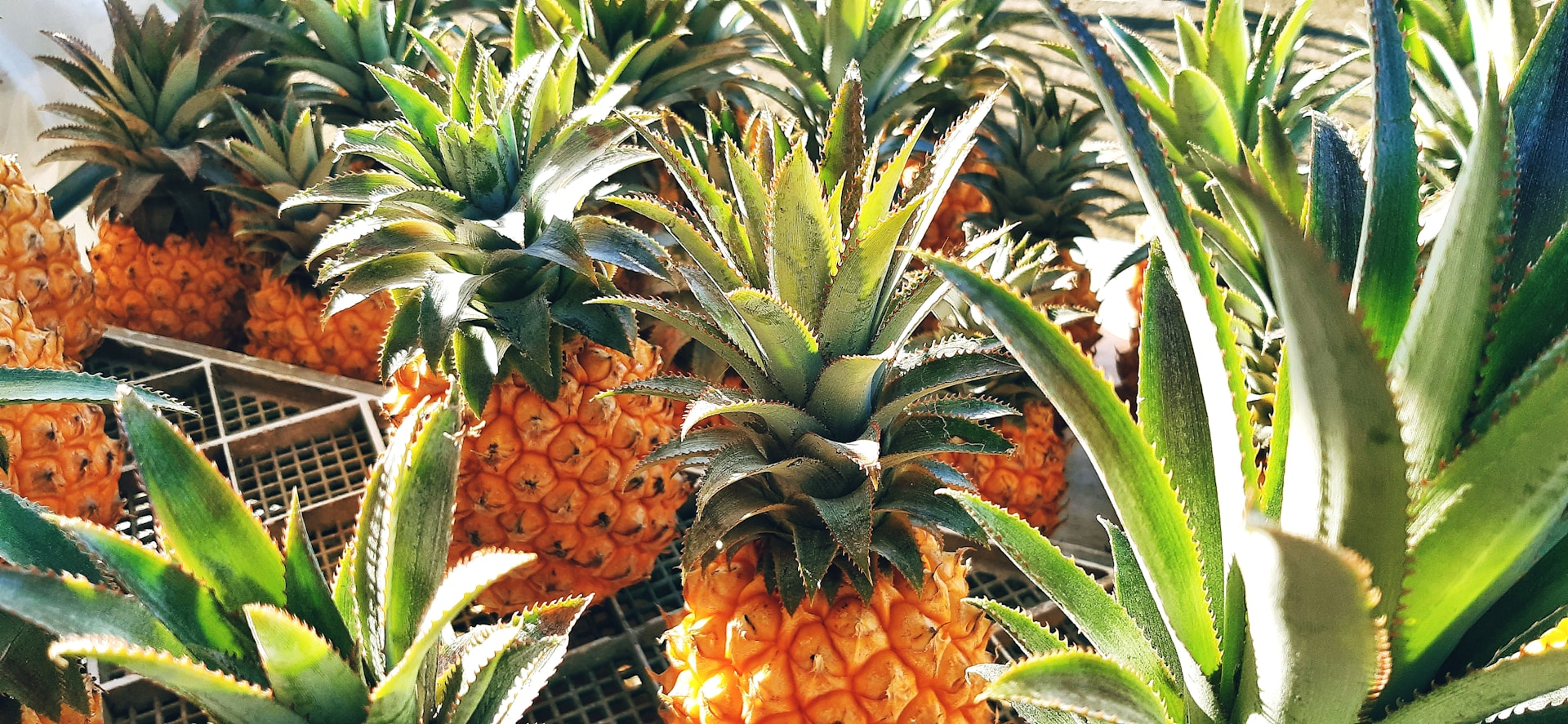 jatra-ananas
