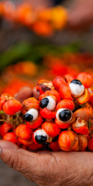 Guarana5