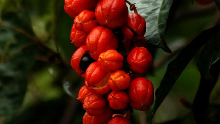 guarana-plody_1