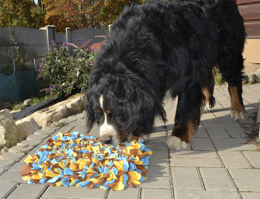 Pes na čmuchacím koberečku