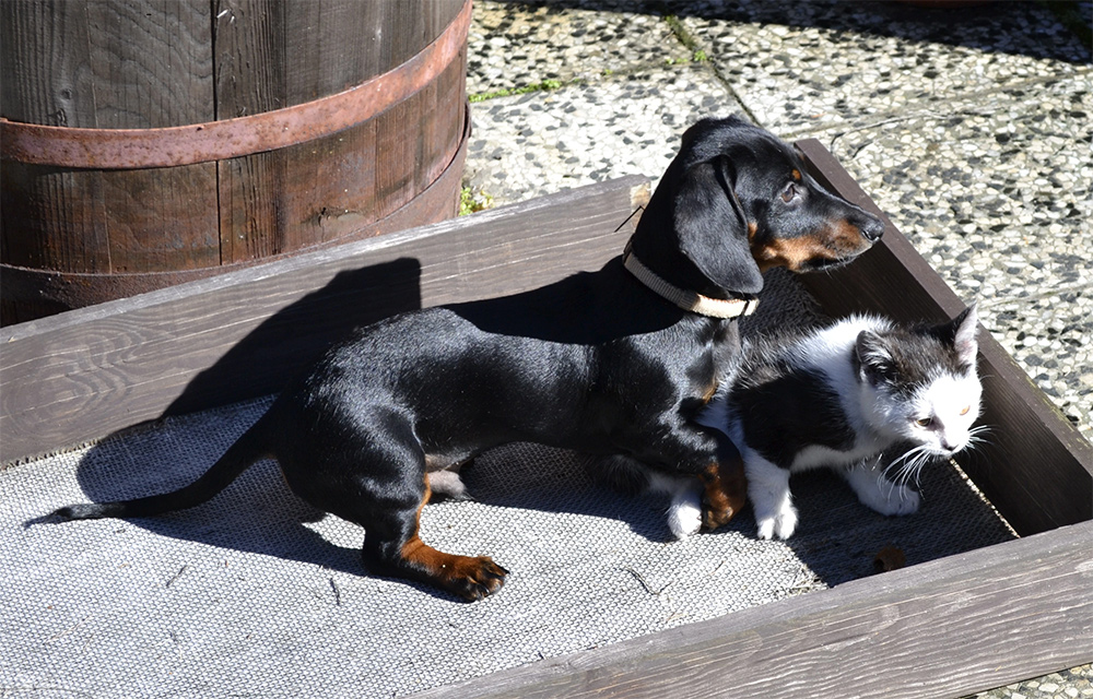 Štěně Odík a koťátko Džesinka
