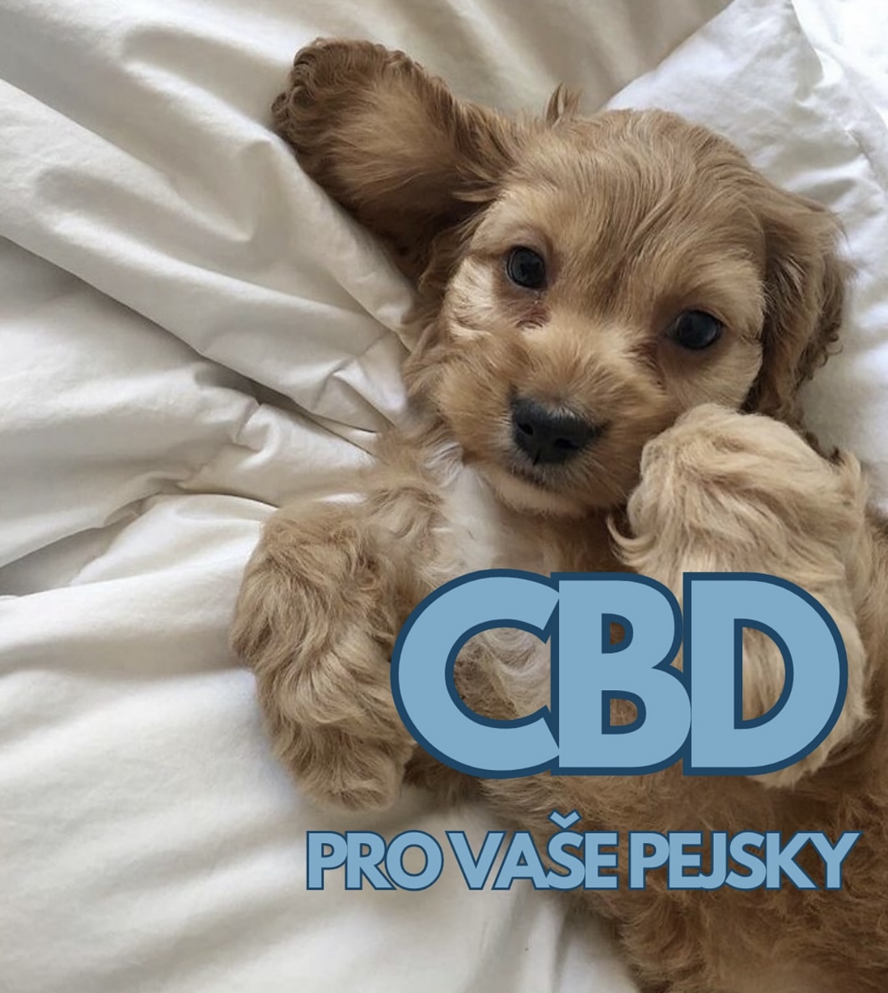 CBD pro Vašeho psa ?