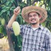 young asian farmer picking and show mango fruit in 2025 04 01 23 16 47 utc
